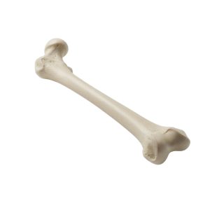Femur