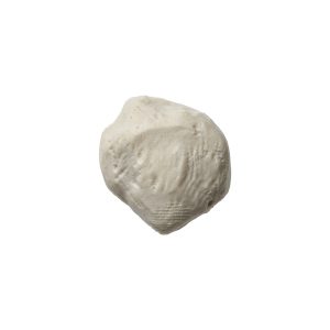 Patella / Calcaneus / Talus