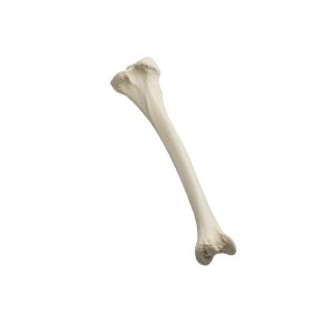 Tibia