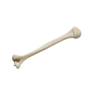 Humerus